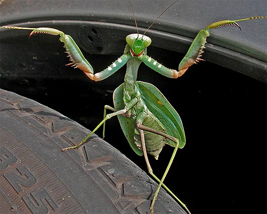 green-praying-mantis.jpg