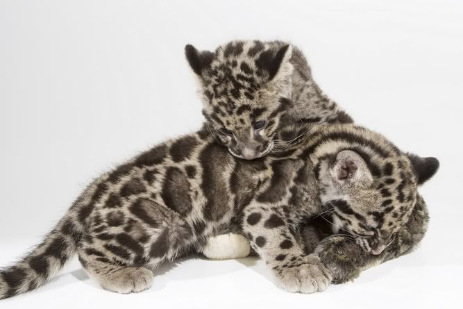 CloudedLeopards.jpg