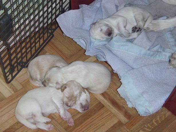 Puppies2weeksold.jpg