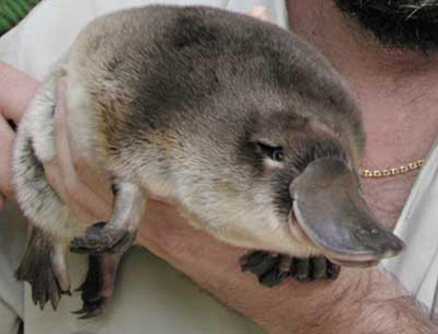 platypus1.jpg