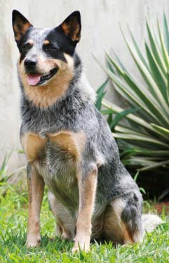 australian-cattle-dog.jpg