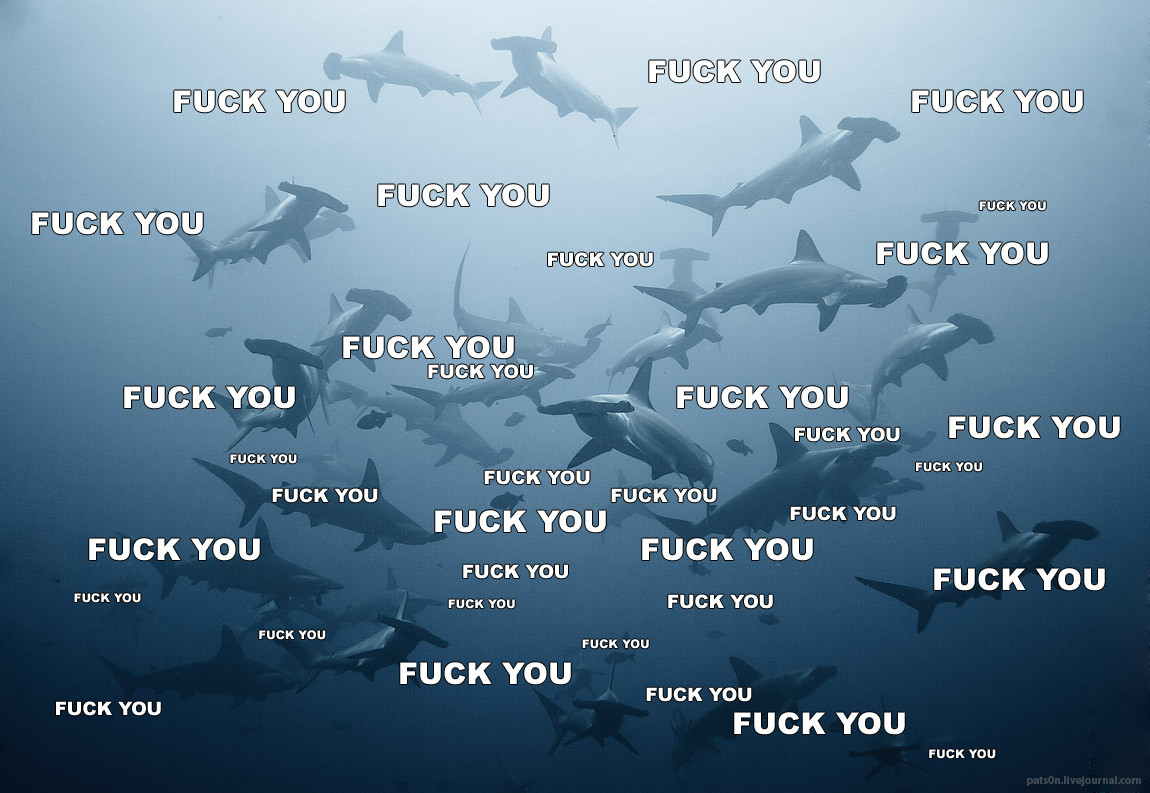 Shark%20Fuck%20You.jpg