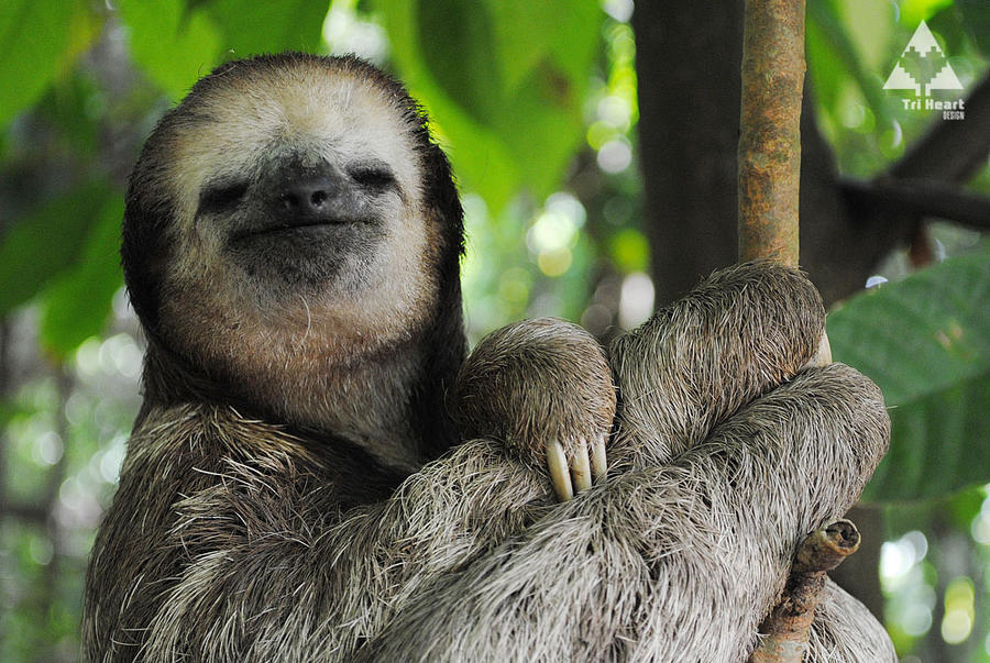 the_purest_sloth_face_by_tri_heart-d4u4ag0.jpg