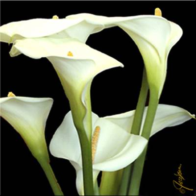 Calla-Lilies-Black_4.3x4.3.jpg