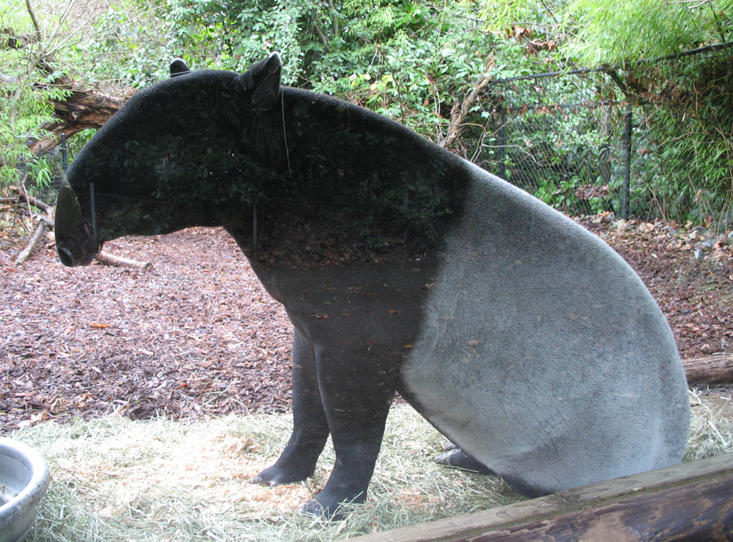 Malayan_Tapir_Sitting.jpg