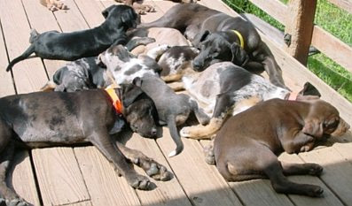 dogpile.jpg