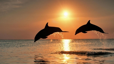 Bottlenose_Dolphins_Jumping_at_Sunset.jpg