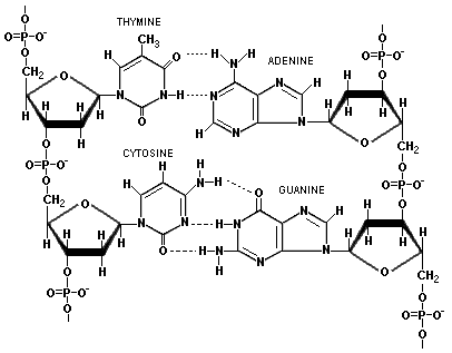 dna0.gif