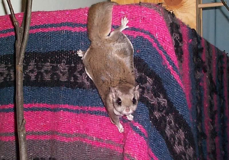 squirrel.jpg