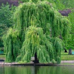 Salix%20Chrysocoma.jpg