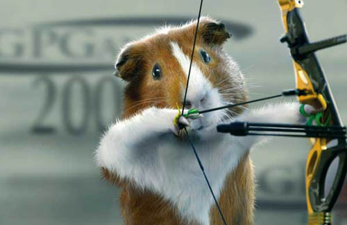 guinea-pig-sports-03.jpg