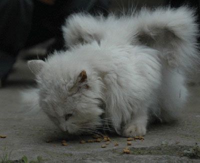 Close-up-of-winged-cat.jpg