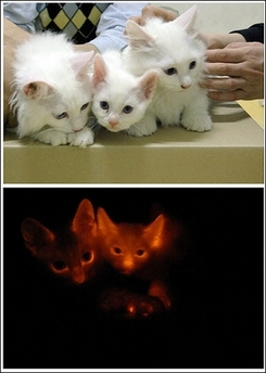 glowkittens.jpg