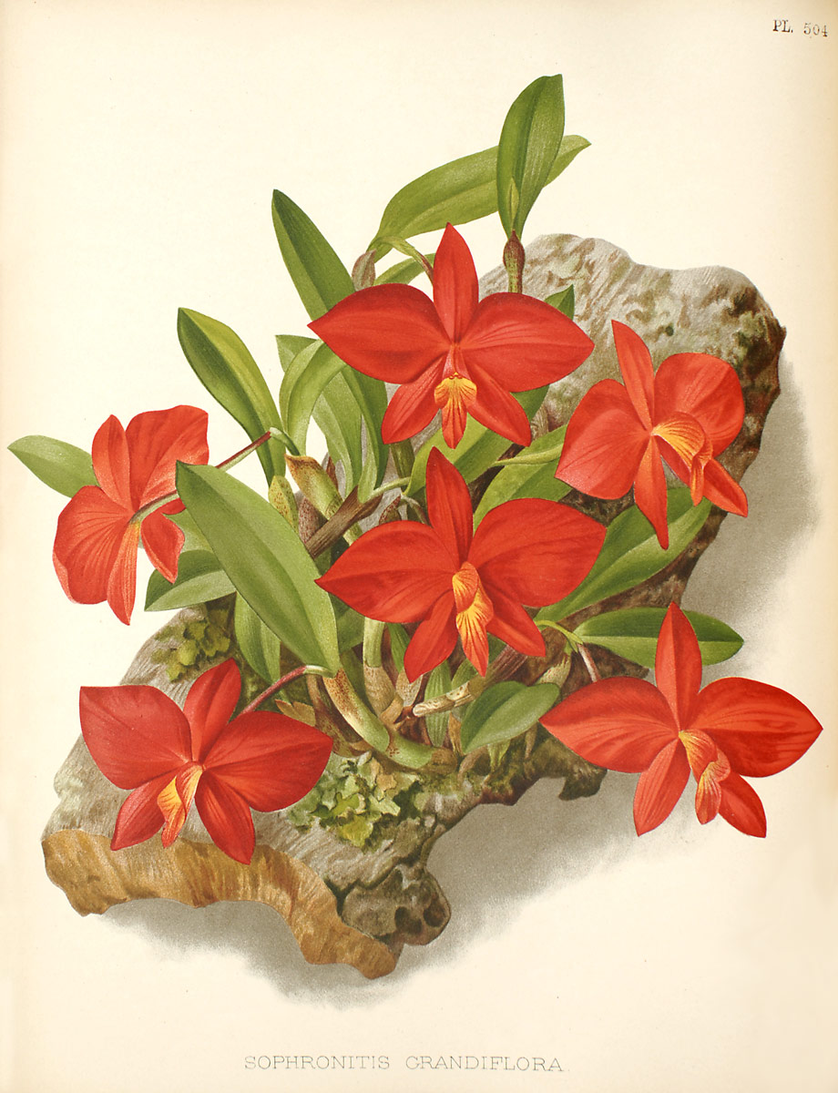 Sophronitis_coccinea11.jpg