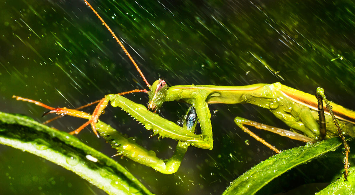 praying_mantis_in_the_rain_by_borda-d5c4ltt.jpg