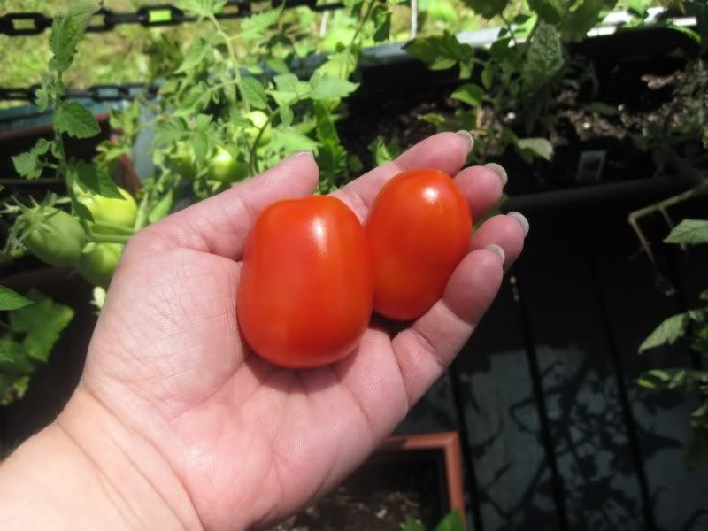 romas0022.jpg