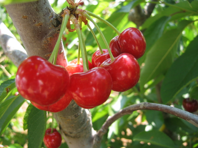 cherries.jpg