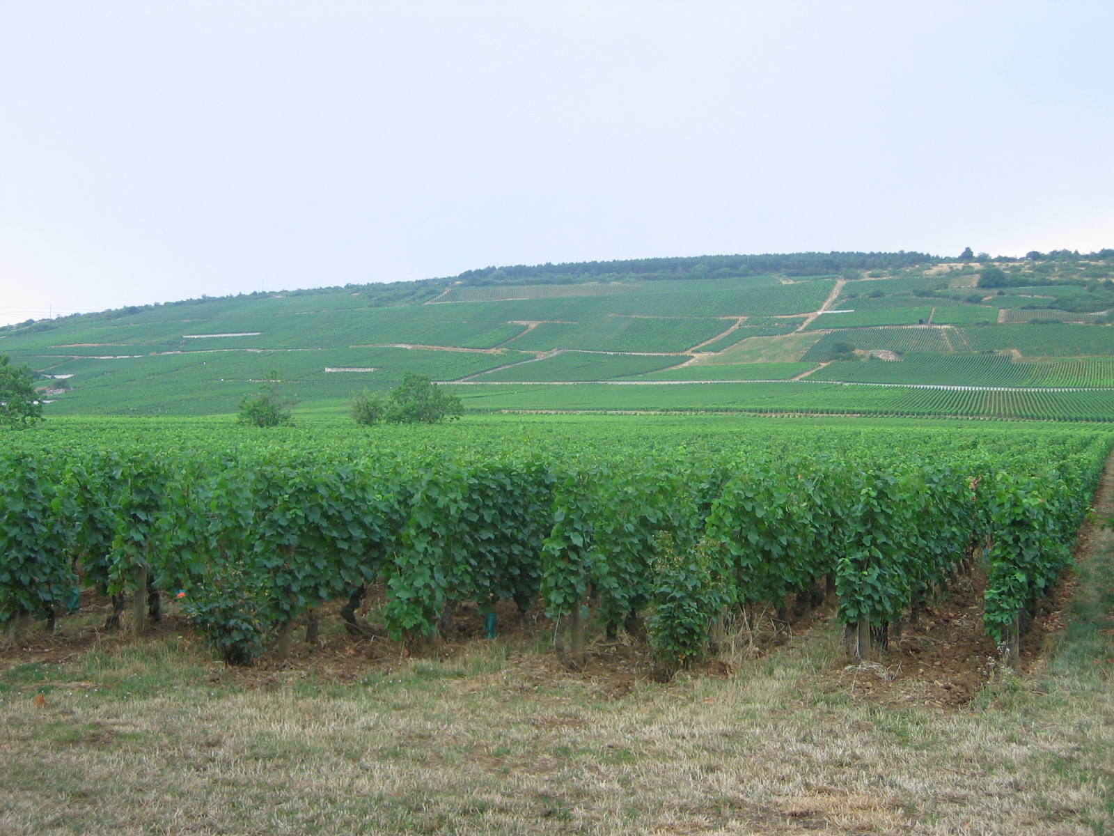 Vineyards_Vosne-roman%C3%A9e.jpg