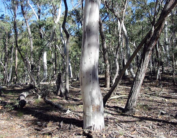 australian-bush-gums.jpg