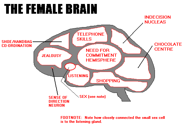 female_brain.gif