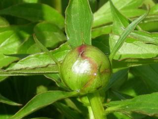 peonybud.jpg