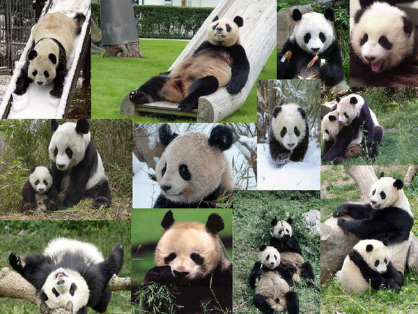 Panda_Collage_by_hpWiz.jpg