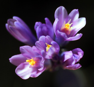 Dichelostemma_capitatum,_flowers,I_JP523.jpg