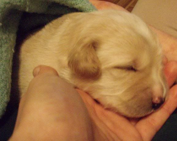 Puppy2weeksold.jpg