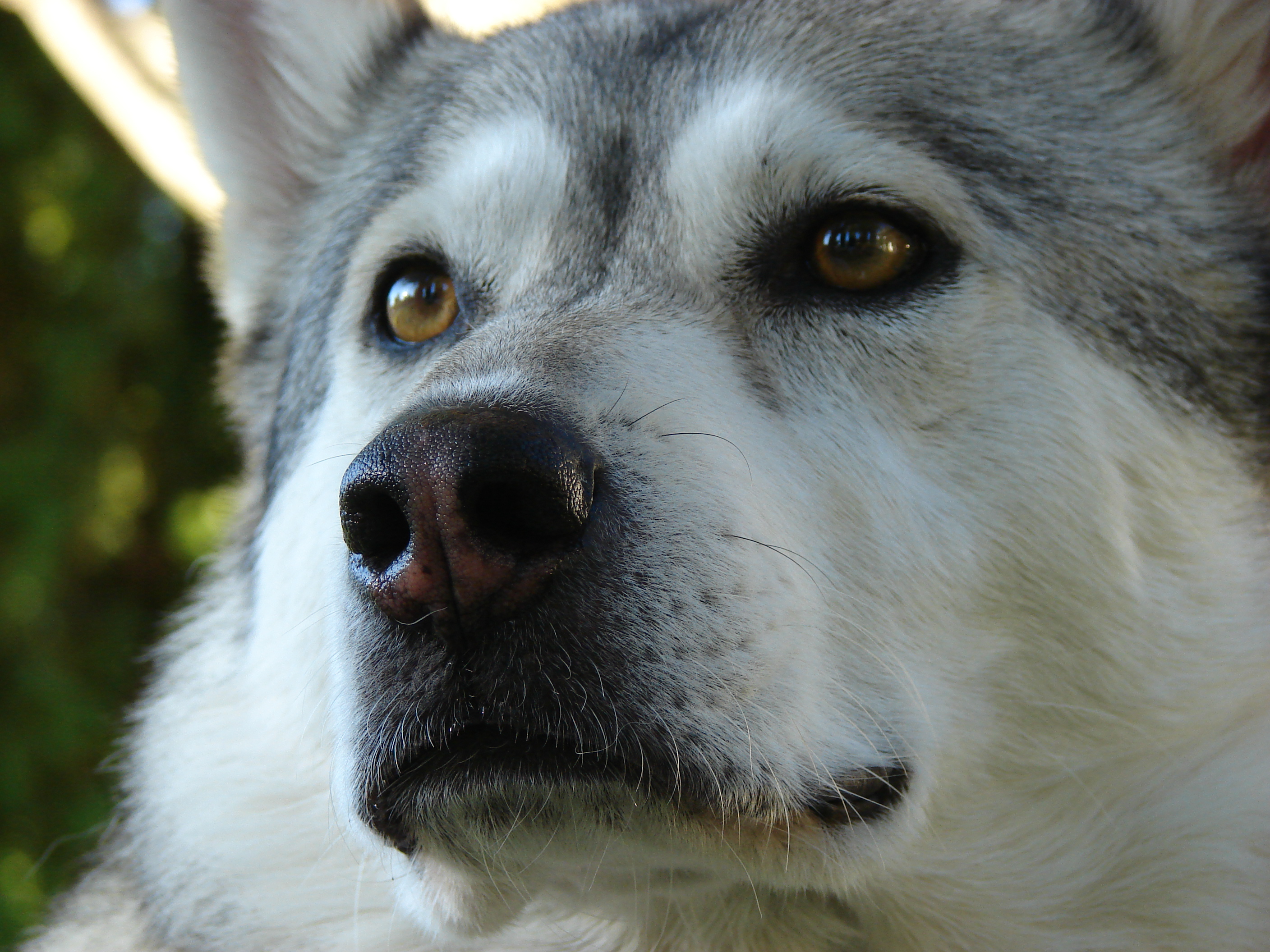 alaskan-malamute-macro-photo.jpg