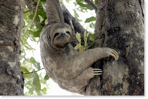 sloth_3145_72.jpg