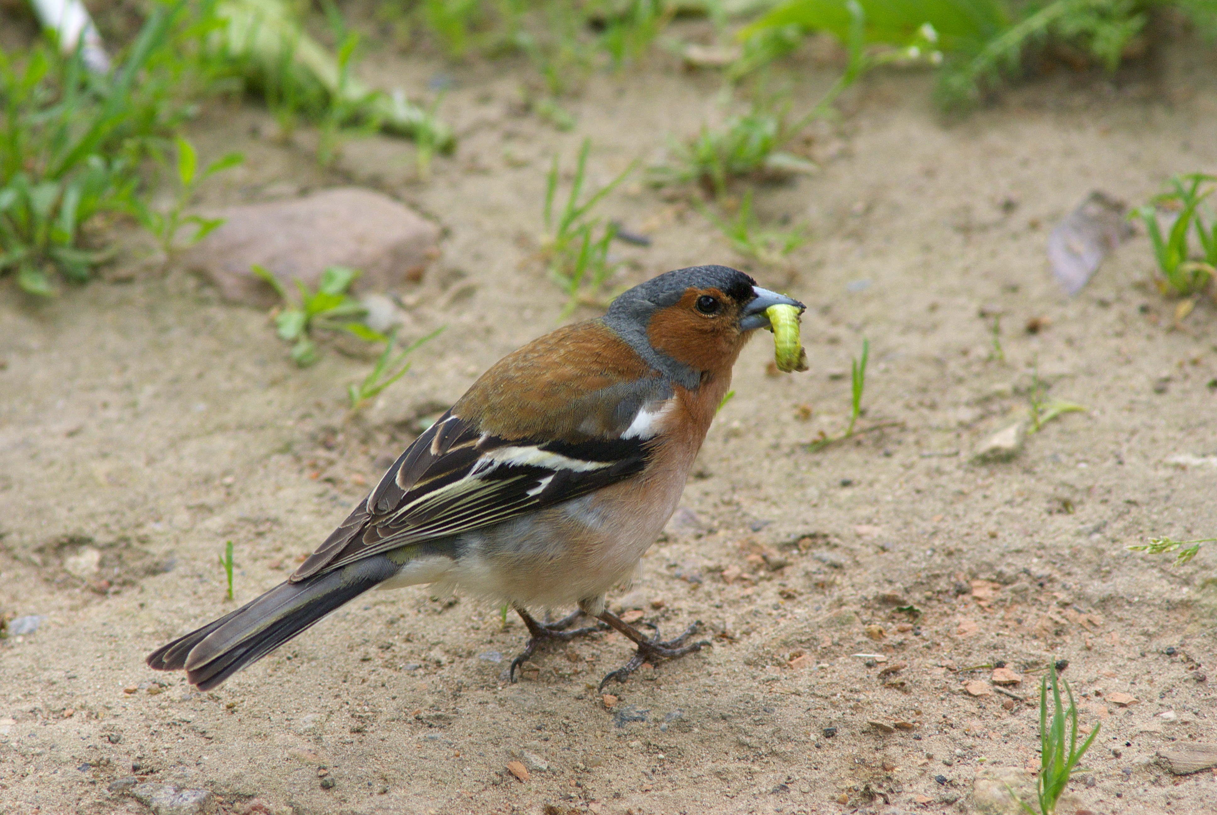 Chaffinch_Fringilla_coelebs.jpg