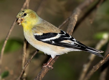 american_goldfinch_5.jpg