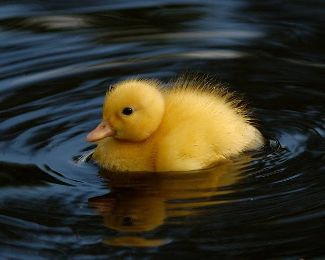 2duckling01.jpg