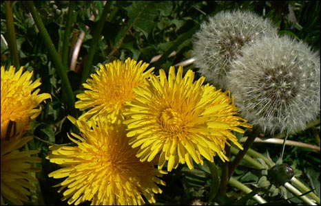 _44684491_dandelions_dave.jpg