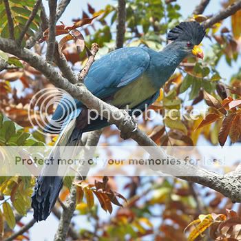 great-blue-turaco-uganda-2008.jpg