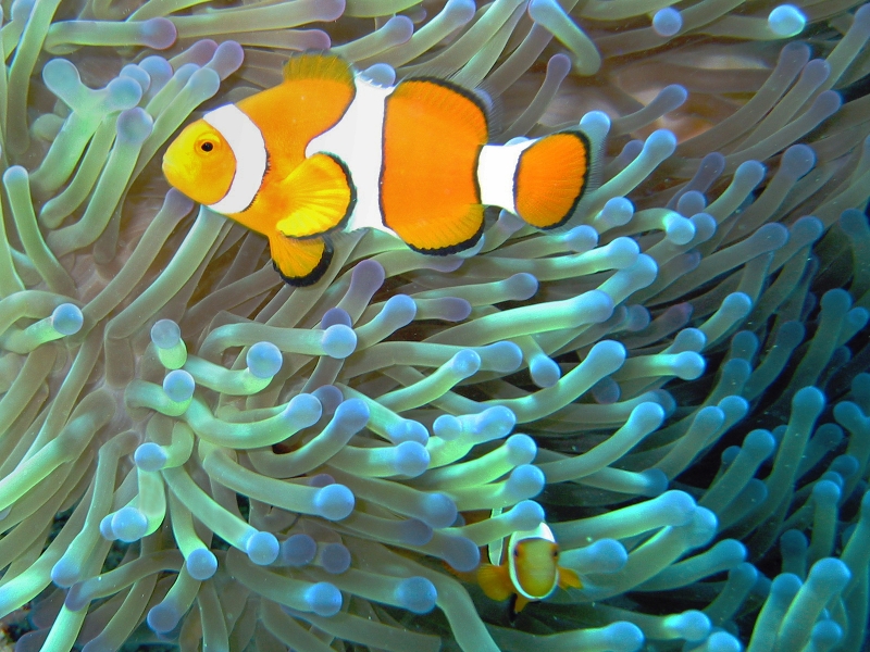 Common_clownfish_curves_dnsmpl.jpg