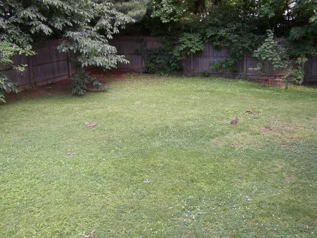 squirrels_bunnies_640-480.jpg