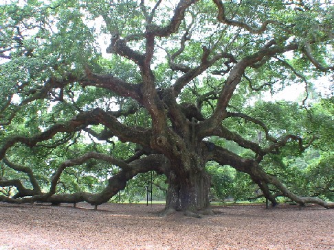 angel_oak.jpg