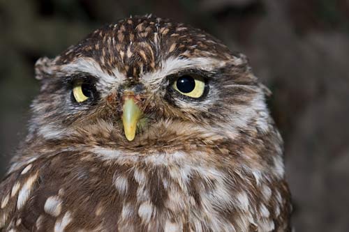 little-owl.jpg