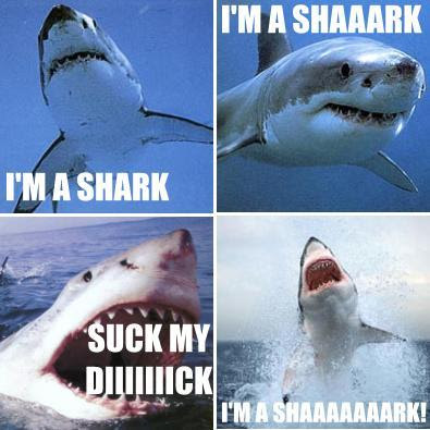 shark.jpg