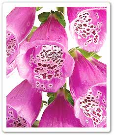 foxglove-flower.jpg