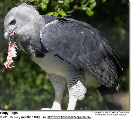 HarpyEagle3.jpg