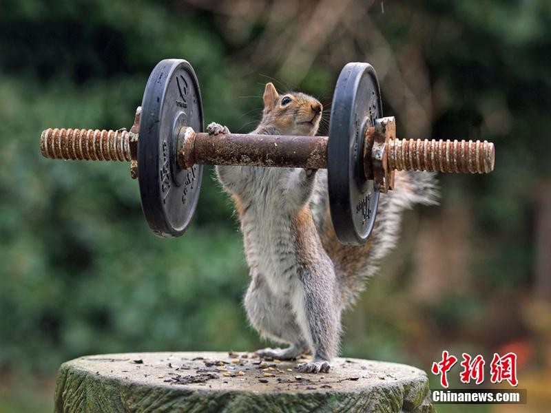 Squirrel_Bodybuilder02.jpg