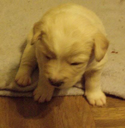 Puppy3wksold2.jpg