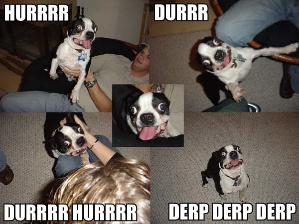 DerpDurrDog.jpg