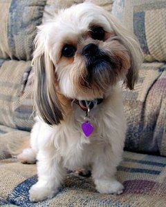 shihtzu2.jpg