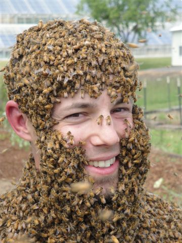 Bee_beard.335144910_std.JPG