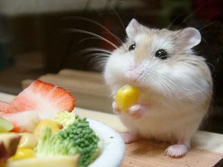 worldpeace-hamster.jpg