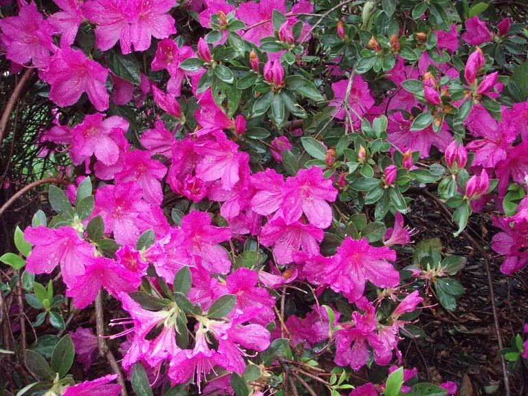 Azaleas3.jpg