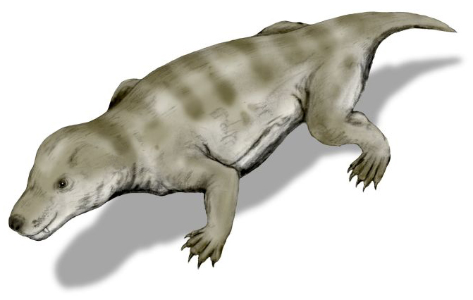 Thrinaxodon_BW.jpg